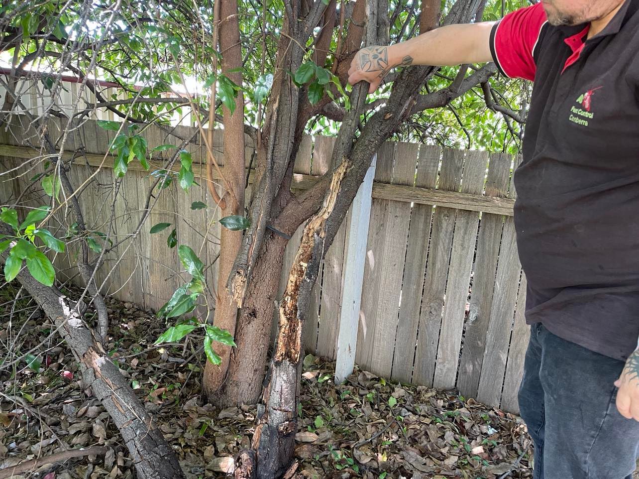 A1 Pest Control Canberra business image in Phillip, Australian Capital Territory